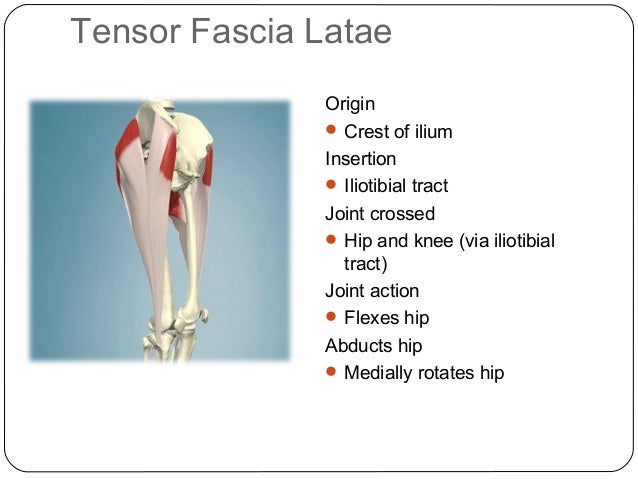 Major Muscles CYQ Level 3