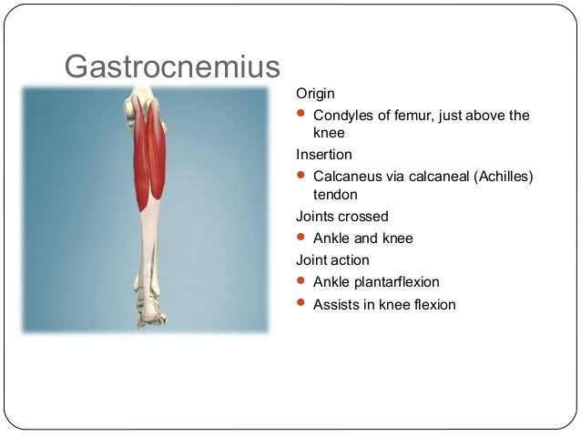 Gastrocnemius Muscle Origin Insertion Action And Innervation The