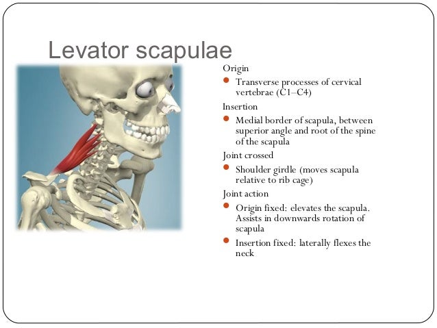 Major Muscles CYQ Level 3