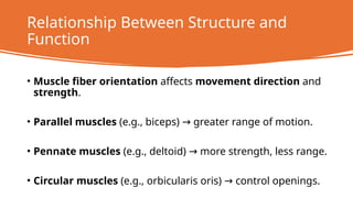 MAJOR MUSCLES IN THE HUMAN BODY.pptx for ´premedicine students | PPTX
