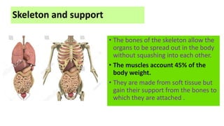 Skeleton and support
• The bones of the skeleton allow the
organs to be spread out in the body
without squashing into each other.
• The muscles account 45% of the
body weight.
• They are made from soft tissue but
gain their support from the bones to
which they are attached .
 