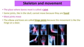 Skeleton and movement
• The place where bones meet is called a joint
• Some joints, like in the skull, cannot move because they are fused
• Most joints move
• The elbow and knee are called hinge joints because the movement is like the
hinge on a door.
 