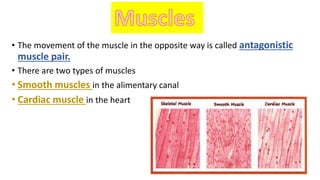 • The movement of the muscle in the opposite way is called antagonistic
muscle pair.
• There are two types of muscles
• Smooth muscles in the alimentary canal
• Cardiac muscle in the heart
 