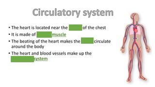 • The heart is located near the center of the chest
• It is made of cardiac muscle
• The beating of the heart makes the blood circulate
around the body
• The heart and blood vessels make up the
circulatory system
 