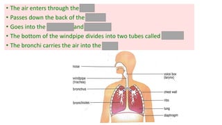 • The air enters through the nose
• Passes down the back of the mouth
• Goes into the voice box and windpipe
• The bottom of the windpipe divides into two tubes called bronchi
• The bronchi carries the air into the lungs
 