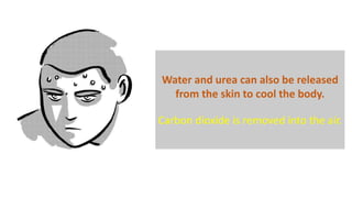 Water and urea can also be released
from the skin to cool the body.
Carbon dioxide is removed into the air.
 