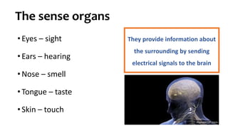 The sense organs
• Eyes – sight
• Ears – hearing
• Nose – smell
• Tongue – taste
• Skin – touch
They provide information about
the surrounding by sending
electrical signals to the brain
 