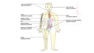 Major organ systems (3)