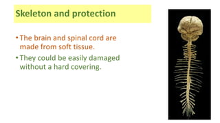 Skeleton and protection
•The brain and spinal cord are
made from soft tissue.
•They could be easily damaged
without a hard covering.
 