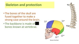 • The bones of the skull are
fused together to make a
strong case around the brain.
• The backbone is made of 33
bones known at vertebrae.
Skeleton and protection
 