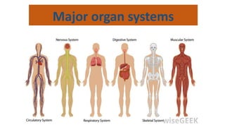 Major organ systems
 
