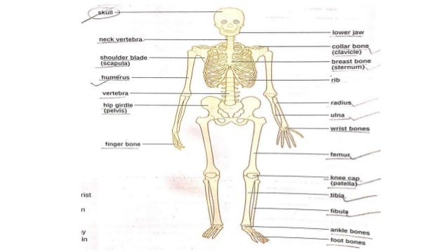 Major organ systems (3)