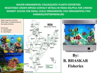 MAJOR ORNAMENTAL FISH/AQUATIC PLANTS EXPORTERS
REGISTERED UNDER MPEDA CONTACT DETAILS IN INDIA HELPFUL FOR LINKING
MARKET ACCESS FOR SMALL SCALE ORNAMENTAL FISH ORNAMENTAL FISH
FARMERS/ENTREPRENEURS
By:
B. BHASKAR
Fisheries
Major exporters Location:
West Coast: 1) Maharashtra 2)
Karnataka 3) Kerala
East Coast:
1) West Bengal
2) Tamil Nadu
 