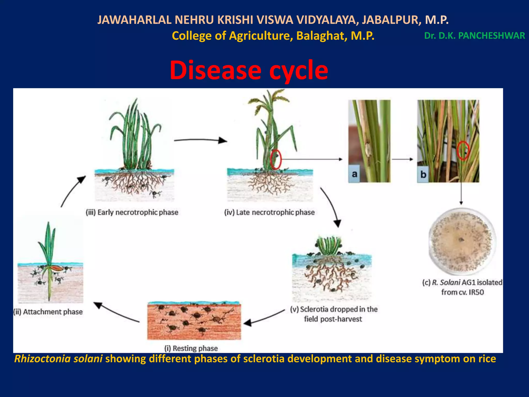 Important Paddy Diseases | PPTX