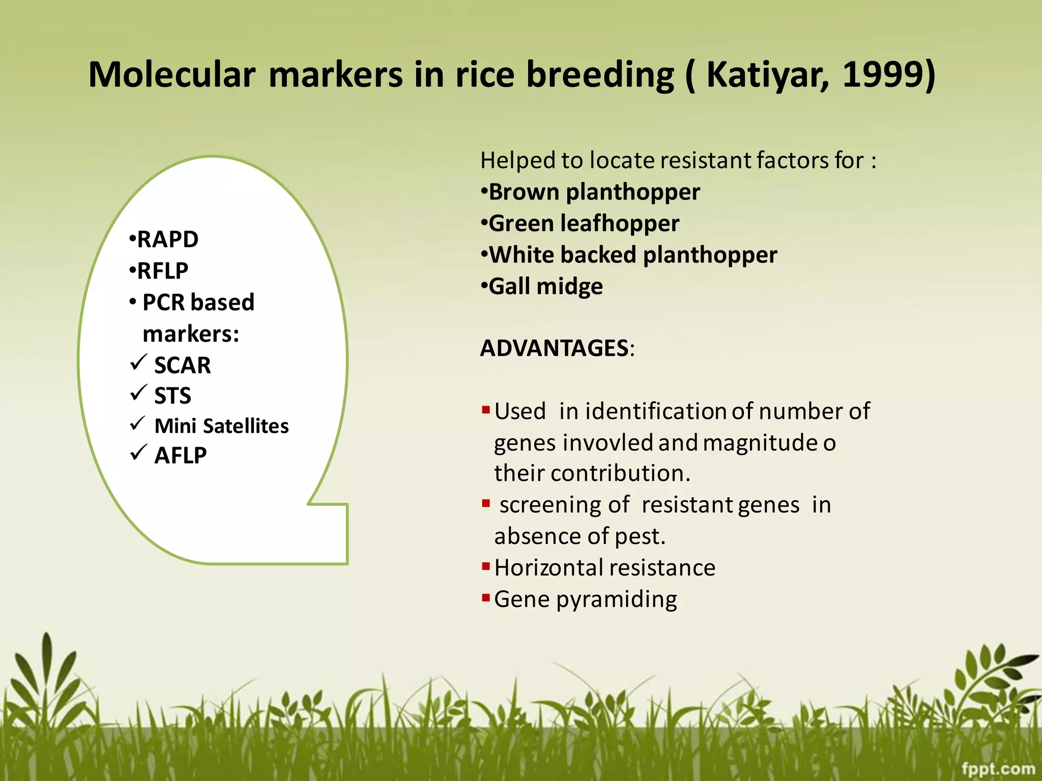 Breeding for Major Insect Pests Resistance in Rice | PDF