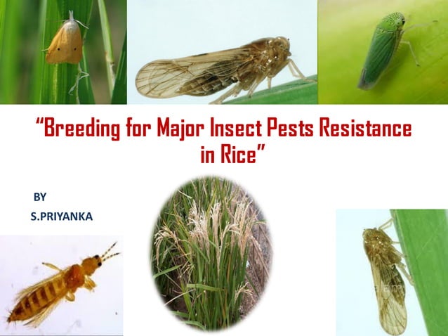 Breeding for Major Insect Pests Resistance in Rice | PDF