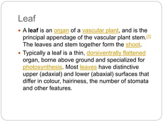 Leaf
 A leaf is an organ of a vascular plant, and is the
principal appendage of the vascular plant stem.[1]
The leaves and stem together form the shoot.
 Typically a leaf is a thin, dorsiventrally flattened
organ, borne above ground and specialized for
photosynthesis. Most leaves have distinctive
upper (adaxial) and lower (abaxial) surfaces that
differ in colour, hairiness, the number of stomata
and other features.
 