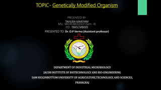 TOPIC- Genetically Modified Organism
PRESENTED BY:
TAHURA MARIYAM
MSc. MICROBIOLOGY (Sem -II)
P.ID: 19MSCMB009
PRESENTED TO: Dr. O.P Verma (Assistant professor)
DEPARTMENT OF INDUSTRIAL MICROBIOLOGY
JACOB INSTITUTE OF BIOTECHNOLOGY AND BIO-ENGINEERING
SAM HIGGINBOTTOM UNIVERSITY OF AGRICULTURE,TECHNOLOGY, AND SCIENCES,
PRAYAGRAJ
 
