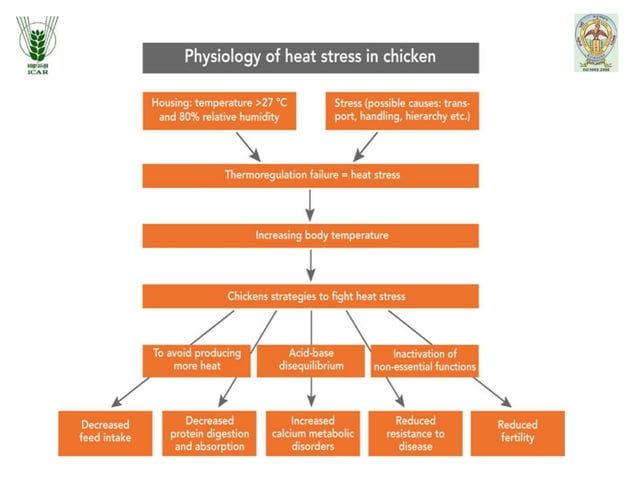 Management of heat stress in poultry.pptx | Endocrine and Metabolic ...
