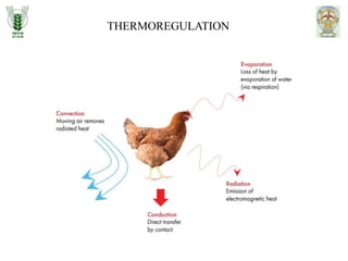 Management of heat stress in poultry.pptx