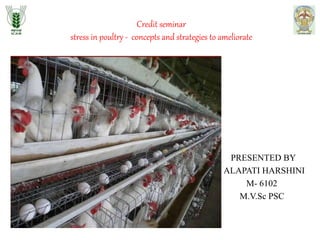 Credit seminar
stress in poultry - concepts and strategies to ameliorate
PRESENTED BY
ALAPATI HARSHINI
M- 6102
M.V.Sc PSC
 