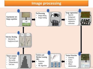 High Throughput Plant Phenotyping in Crop Improvement | PPTX