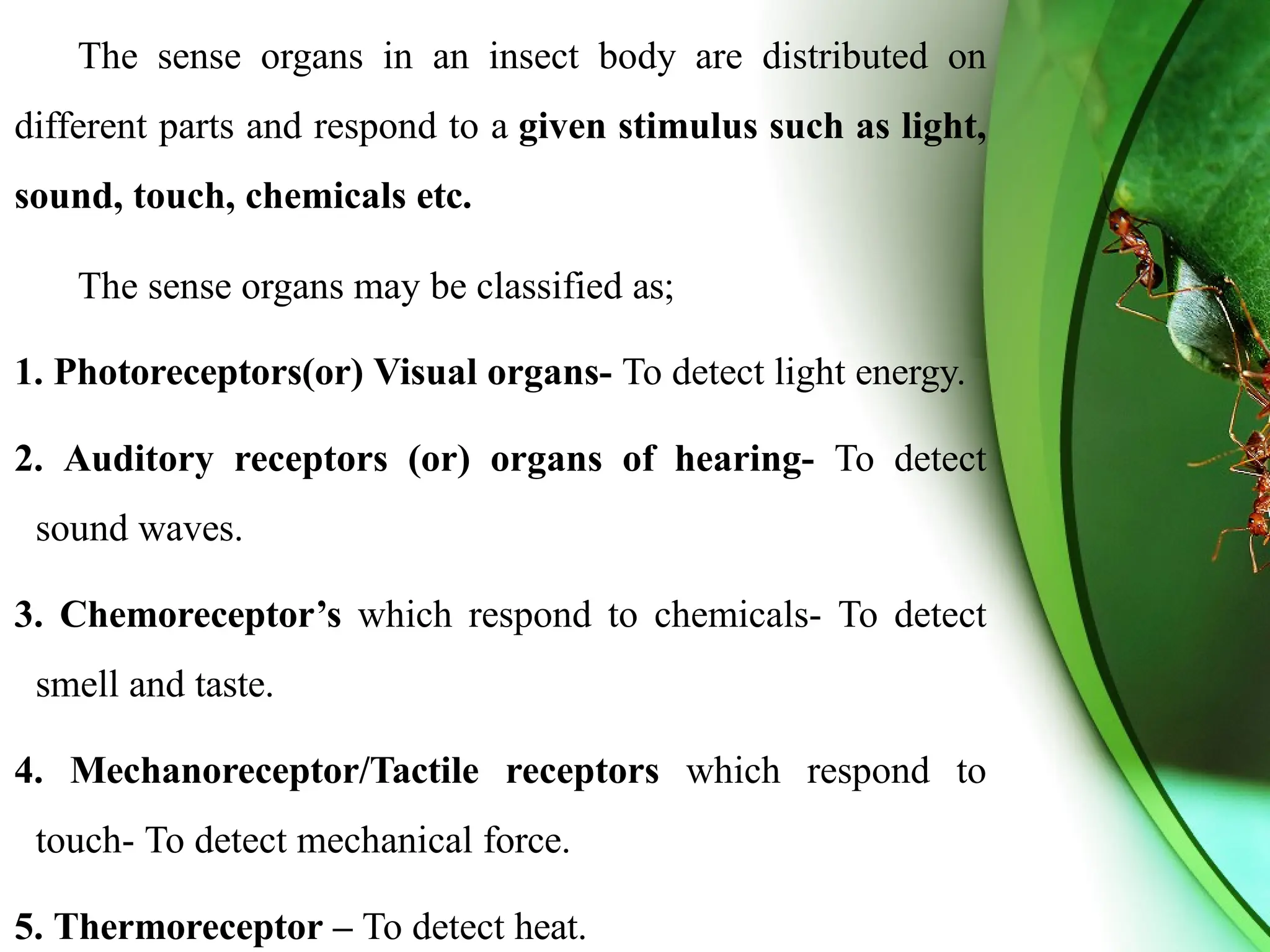 *"Sensing the World: Insect Sensory Systems"* | PPTX