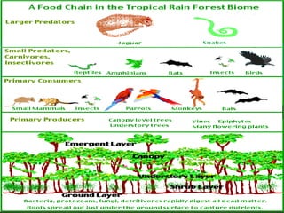 Major terrestrial biomes | PPT
