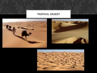 TROPICAL DESERT
 