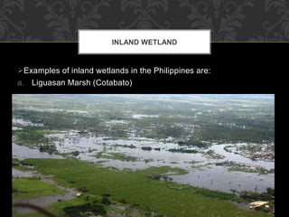 Examples of inland wetlands in the Philippines are:
a. Liguasan Marsh (Cotabato)
INLAND WETLAND
 