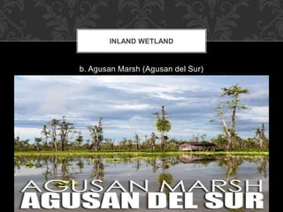 b. Agusan Marsh (Agusan del Sur)
INLAND WETLAND
 