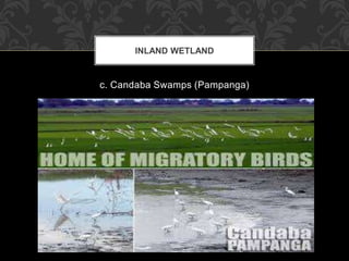 c. Candaba Swamps (Pampanga)
INLAND WETLAND
 