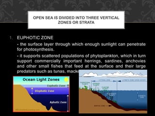 1. EUPHOTIC ZONE
- the surface layer through which enough sunlight can penetrate
for photosynthesis.
- it supports scattered populations of phytoplankton, which in turn
support commercially important herrings, sardines, anchovies
and other small fishes that feed at the surface and their large
predators such as tunas, mackerels and swordfishes.
OPEN SEA IS DIVIDED INTO THREE VERTICAL
ZONES OR STRATA
 
