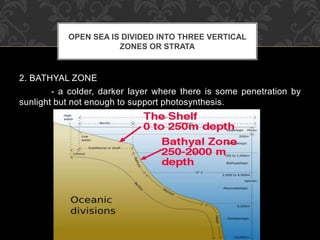 2. BATHYAL ZONE
- a colder, darker layer where there is some penetration by
sunlight but not enough to support photosynthesis.
OPEN SEA IS DIVIDED INTO THREE VERTICAL
ZONES OR STRATA
 