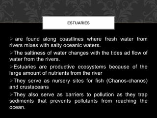  are found along coastlines where fresh water from
rivers mixes with salty oceanic waters.
The saltiness of water changes with the tides ad flow of
water from the rivers.
Estuaries are productive ecosystems because of the
large amount of nutrients from the river
They serve as nursery sites for fish (Chanos-chanos)
and crustaceans
They also serve as barriers to pollution as they trap
sediments that prevents pollutants from reaching the
ocean.
ESTUARIES
 