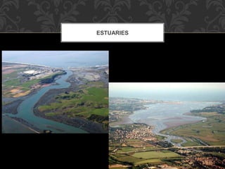 ESTUARIES
 
