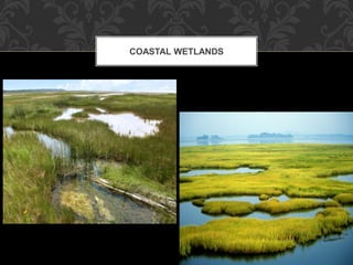 COASTAL WETLANDS
 
