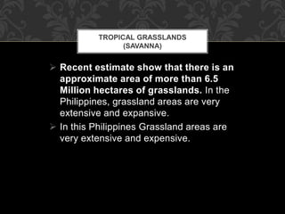  Recent estimate show that there is an
approximate area of more than 6.5
Million hectares of grasslands. In the
Philippines, grassland areas are very
extensive and expansive.
 In this Philippines Grassland areas are
very extensive and expensive.
TROPICAL GRASSLANDS
(SAVANNA)
 