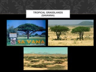 TROPICAL GRASSLANDS
(SAVANNA)
 