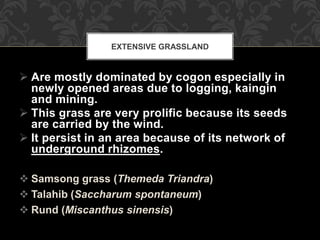  Are mostly dominated by cogon especially in
newly opened areas due to logging, kaingin
and mining.
 This grass are very prolific because its seeds
are carried by the wind.
 It persist in an area because of its network of
underground rhizomes.
 Samsong grass (Themeda Triandra)
 Talahib (Saccharum spontaneum)
 Rund (Miscanthus sinensis)
EXTENSIVE GRASSLAND
 
