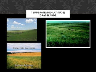 TEMPERATE (MID-LATITUDE)
GRASSLANDS
 