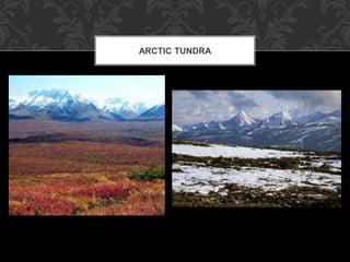 ARCTIC TUNDRA
 