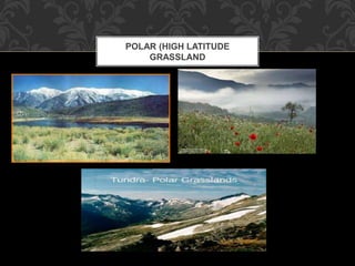 POLAR (HIGH LATITUDE
GRASSLAND
 