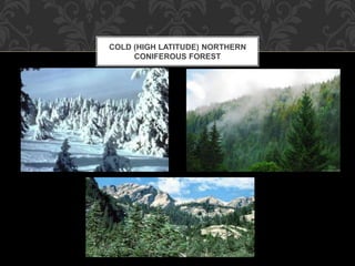 COLD (HIGH LATITUDE) NORTHERN
CONIFEROUS FOREST
 