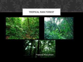 TROPICAL RAIN FOREST
 