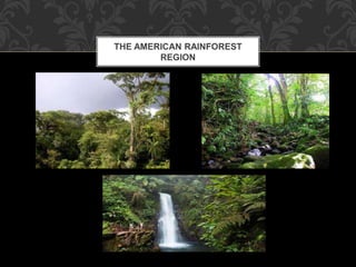 THE AMERICAN RAINFOREST
REGION
 