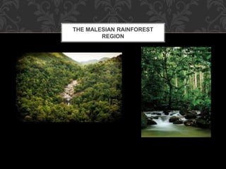 THE MALESIAN RAINFOREST
REGION
 