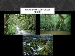 THE AFRICAN RAINFOREST
REGION
 