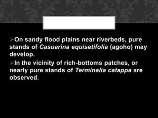 On sandy flood plains near riverbeds, pure
stands of Casuarina equisetifolia (agoho) may
develop.
In the vicinity of rich-bottoms patches, or
nearly pure stands of Terminalia catappa are
observed.
 