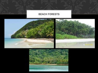 BEACH FORESTS
 